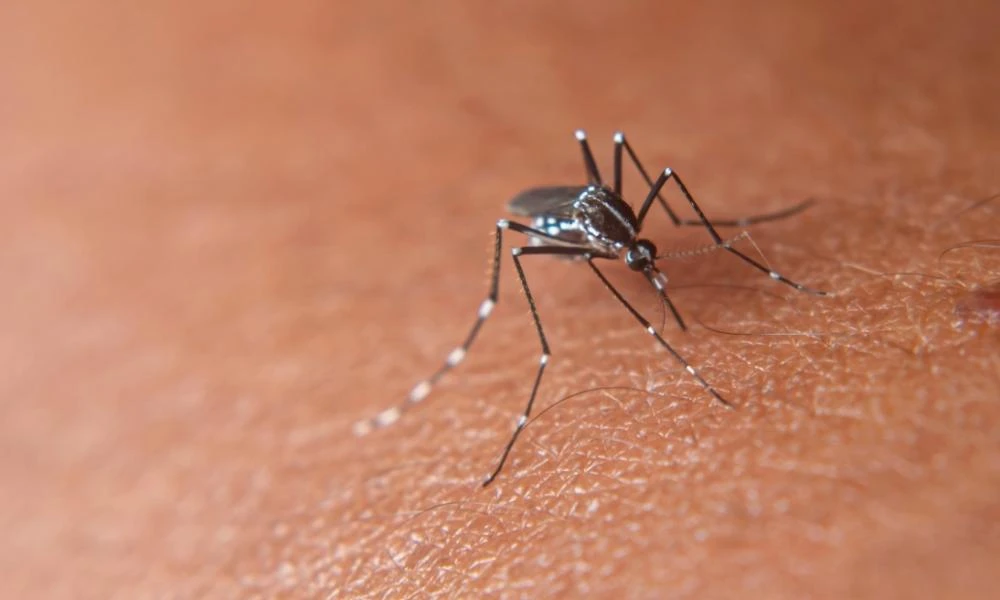 Κουνούπια: Ποιες είναι οι πιο επικίνδυνες ζώνες μετάδοσης λοιμώξεων - Η νέα διαβάθμιση των περιοχών της χώρας